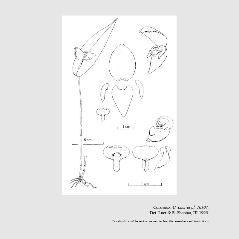 Pleurothallis siphoglossa